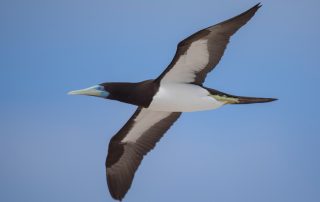 Brown Booby in flight - By Andreas Trepte