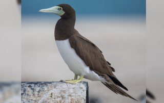 Brown Booby By Andreas Trepte