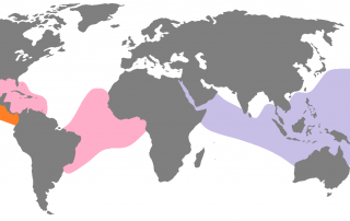 Ingenious zones for the Brown Booby